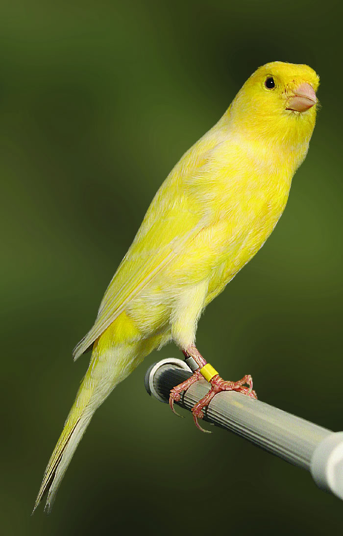Canaries Bernois